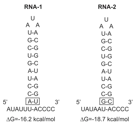 Fig. 4. The 3' termini of RCNMV RNA-1 and RNA-2. The nucleotide sequences of the 3' terminiare given above and the conserved foldings of the respective 3’ termini are given below.
