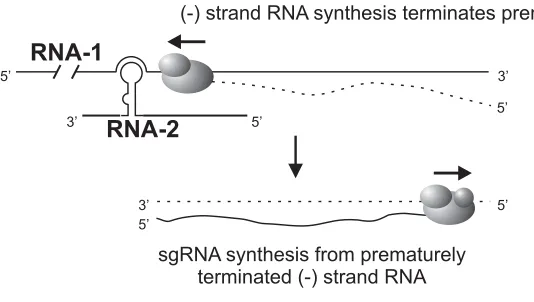 Fig. 5.-activation and CP sgRNA synthesis. RNA-1 and RNA-2 are indicated as lines. Thepolymerase complex is indicated as the globular structure