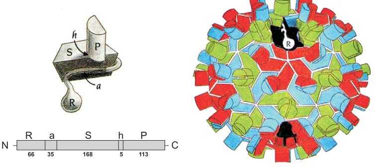 Fig. 6. The structure of the TBSV particle architecture. RCNMV particle structure and the CPdomains are similar to the TBSV