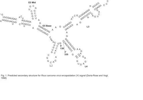 Fig. 1. Predicted secondary structure forencapsidation ( ) signal (Doria-Rose and Vogt,1998)Rous sarcoma virus�