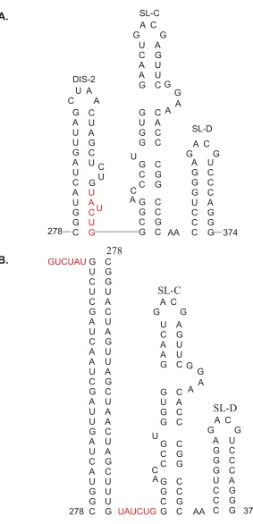 Fig. 3. Secondary structure of theencapsidation signal ( ). A.The core encapsidation signal ofB
