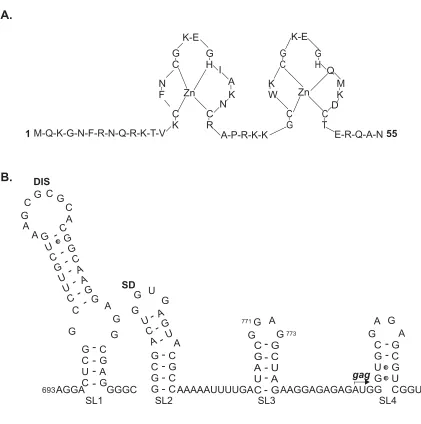 Fig. 4. HIV-1 packaging signal ( ). A. Secondary structure of the Gag protein (NC domain) showingthe two zinc knuckle motifs