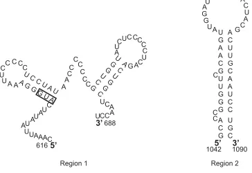 Fig. 6. Secondary structure of thediscontinuous encapsidation signal. Thestart codon is marked with a box (From Mansky and Wisniewski, 1998).Bovine leukemia virusgag