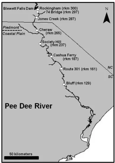 FIGURE 1.Map of the Pee Dee River, North Carolina–South Carolina, in-American shad eggs were collected, Blewett Falls Dam (black bar), and thedemarcation of the Piedmont and Coastal Plain physiographic regions (dashedline)