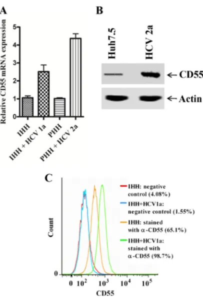 FIG 2 CD55 expression increases upon HCV infection of hepatocytes. (A)Enhanced CD55 mRNA expression in IHH infected with HCV genotype 1aand PHH infected with HCV genotype 2a detected by qRT-PCR