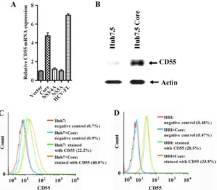 FIG 3 Enhancement of CD55 expression in hepatocytes is mediated by HCV core protein. (A) Upregulation of CD55 mRNA expression in Huh7.5 cellstransfected with HCV core protein or FL polyprotein compared with the level of expression in untreated control cell