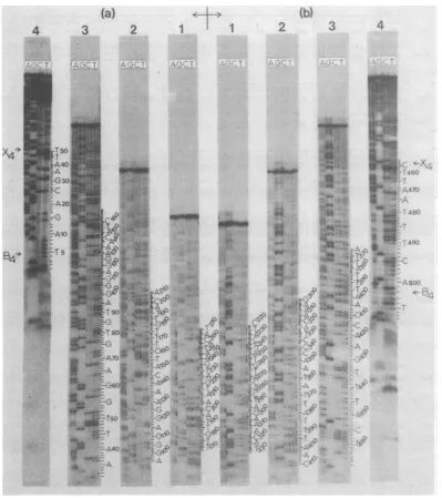 FIG.s>_3<-T50proceduresgeLfifthmmasequencingsingk-strandedintopsclavage,C. dot These Fig