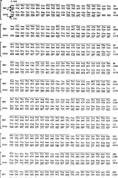 FIG. 4.predictedproteinBKV(MM) Nucleotide sequence of BKV(MM) DNA coding for T2 (the second portion of T) antigen and the amino acid sequence
