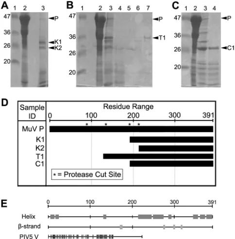 FIG 1 Limited digestion of MuV P by different proteases. In panels A to C,lanes 1, 2, and 3 correspond to the molecular mass ladder, undigested P pro-tein, and digested P protein, respectively