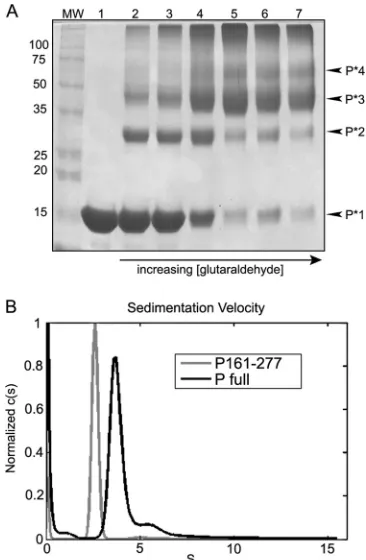 FIG 5 Oligomerization state of MuV P.hyde. MuV P161-277 was cross-linked using glutaraldehyde in order to assessthe oligomerization state