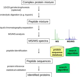 Figure 1.1. A generalized workflow of protein identification using shotgun proteomics  