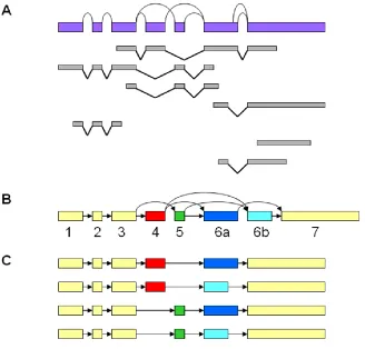 Figure 2.2. Detection of alternative splicing and generation of putative alternative splicing  variants