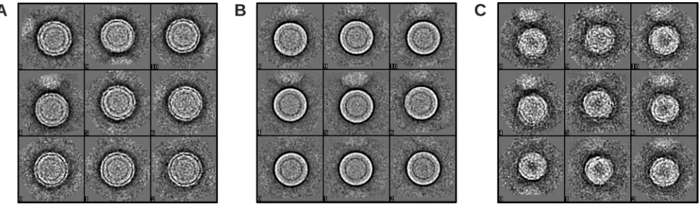 FIG 1 The DENV2 NGC strain undergoes structural changes after incubationat 37°C. The control (left) consists of DENV2 grown in a mosquito cell line at28°C and then kept at 4°C during puriﬁcation
