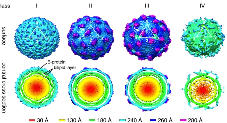 FIG 4 The ﬁt of E proteins into cryo-EM maps of class I and III particles. The maps are colored in light gray, whereas the ﬁtted E protein structures are drawnin a wire representation and colored in red, yellow, and blue for domains I, II, and III, respect