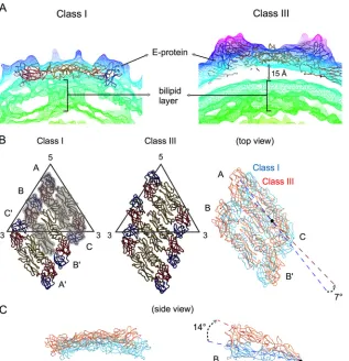 FIG 5 Structural differences between class I and class III particles. (A) The densities of the cryo-EM maps of classes I and III are shown in mesh and coloredcyan and orange for classes I and III, respectively