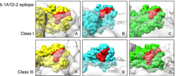 FIG 6 Comparison of the class III structure with the Fab 1A1D-2–DENVcomplex structure