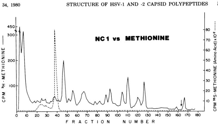FIG. 3.andwith Tryptic peptide analysis of methionine-labeled NC-I obtained from HSV-1 capsids