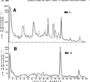 FIG. 6.of [4C]arginine-labeledpeptides Comparative tryptic peptide analysis of NC-7 from HSV-1 and HSV-2 capsids