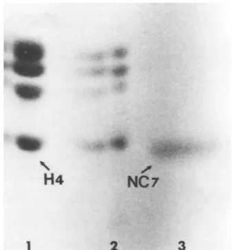 FIG. 9.raphy Comparative tryptic peptide analysis of NC- 7 from HSV-1 and KB cell histone H4