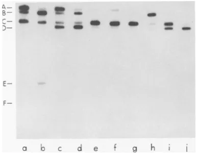 Fig. 6. Only linear molecules were observed incontrol samples of oCdl DNA that had not beentreated with exonuclease III but had otherwise