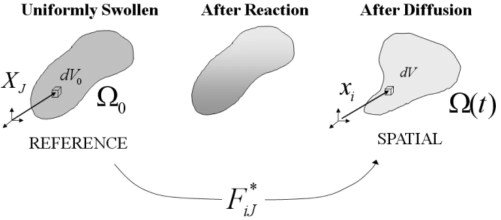 Figure 2.3: The kinematics of deformation in §2.3 (in constrast to Fig. 2.1): a swollen host network (occupying Ω 0 ) is taken as the reference configuration; each material volume dV 0 is labeled X J 