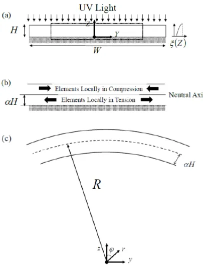 Figure 5.1: (a) A beam of elastomeric photopolymer constrained to a surface is irradiated with light