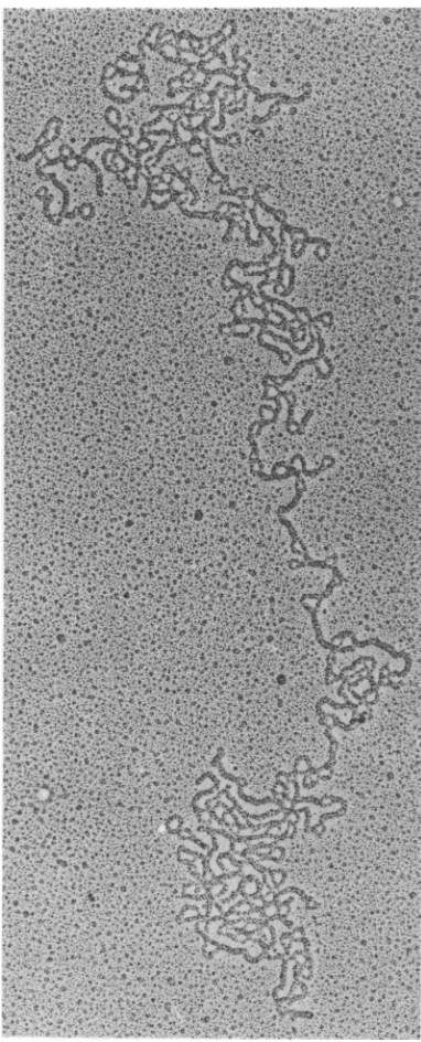 FIG. 7.cellscircular Electron micrograph of a covalently closed EBV DNA molecule isolated from P3HR-1 treated with 100 ,M ACV
