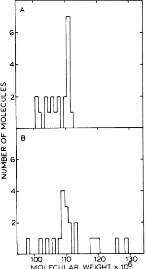 FIG 8.covalE: Electron micrograph of an open circular EBV DNA molecule after spontaneous conversion fromently closed circular form