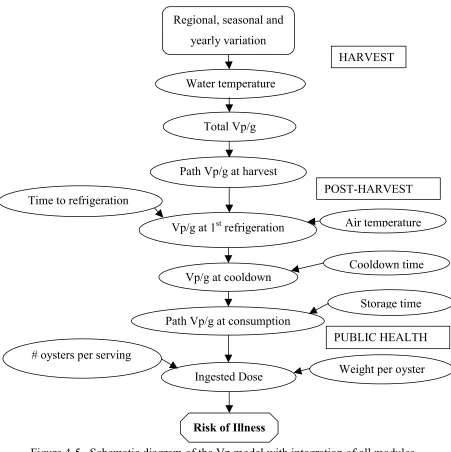 Figure 4-5.  Schematic diagram of the Vp model with integration of all modules. 
