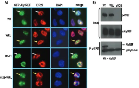 FIG 1 ICP27 mutant WRL-A does not interact with Aly/REF. (A) HeLa cellswere cotransfected with pEGFP-Aly/REF and wild-type (WT) ICP27 or plas-mids expressing ICP27 mutant WRL-A, D6-21-A, or D6-21-A�WRL-A asindicated