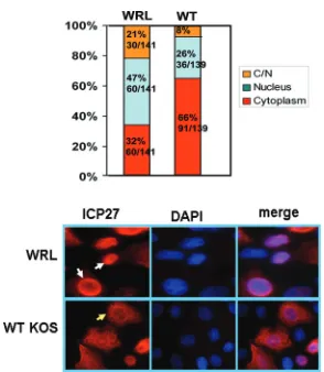FIG 5 Poly(A)probe to detect poly(A)WRL-A. HeLa cells were either mock infected or infected with WT KOS,WRL-A, or d2-3 as indicated