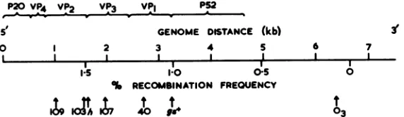 FIG. 3.ofh is the Tentative alignment of the recombination map (lower scale) with the biochemical map (upper scale) FMDV genome