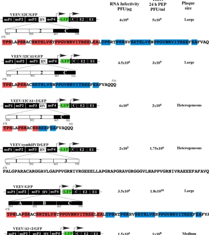 FIG 9 The carboxy-terminal duplicated element in the VEEV nsP3 HVD strongly determines the efﬁciency of VEEV replication in BHK-21 cells
