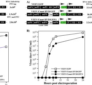 FIG 2 Extensive mutagenesis of the ST� HVD has a negative effect on VEEVreplication. (A) Schematic representation of VEEV/GFP, VEEV/synthHVD/GFP, and VEEV/synthHVD/GFP/1 virus genomes and infectivities of the invitro-synthesized RNAs in the infectious cent