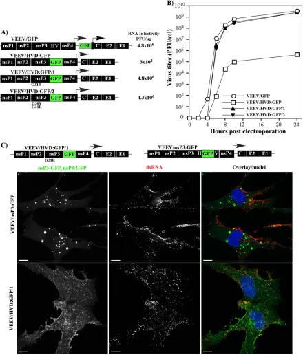 FIG 4 Replacement of the VEEV HVD with GFP strongly affects virus replication in BHK-21 cells