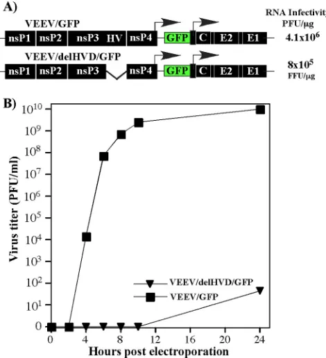 FIG 5 Deletion of the entire VEEV HVD has a deleterious effect on VEEVreplication in BHK-21 cells