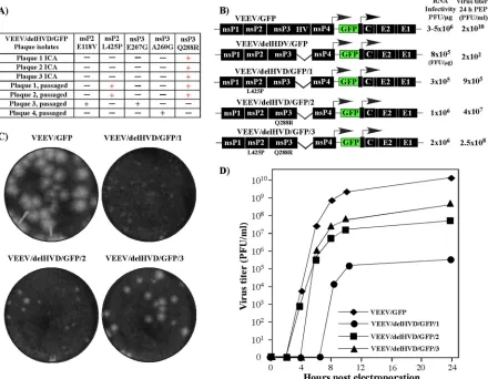 FIG 6 The VEEV/delHVD/GFP variant rapidly develops adaptive mutations in nsP2 and nsP3, which increase virus replication in BHK-21 cells