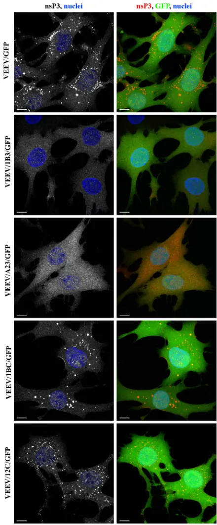 FIG 8 The carboxy-terminal fragment of the VEEV nsP3 HVD plays a criticalrole in protein complex formation