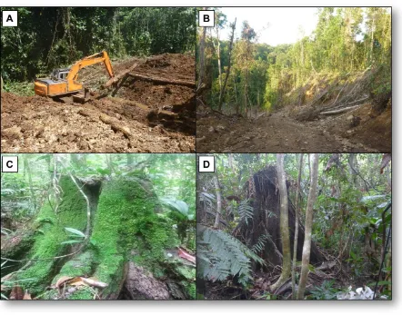 Figure 4.1. A-B show damage associated with excessive logging in the Solomon Islands. 