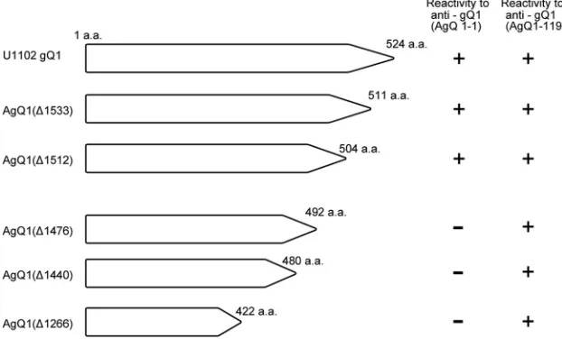 FIG 2 Amino acid sequence comparison between HHV-6A gQ1 and HHV-6BgQ1 and schematic representation of HHV-6A gQ1 mutants