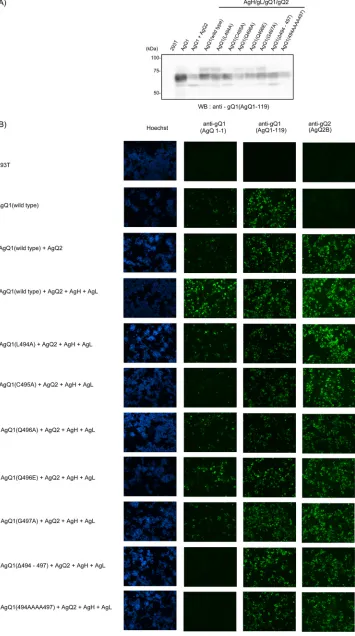FIG 3 AgQ1 region recognized by the neutralizing Mab AgQ 1-1. 293T cells were transfected with wild-type or mutant AgQ1 with AgQ2, AgH, and AgL