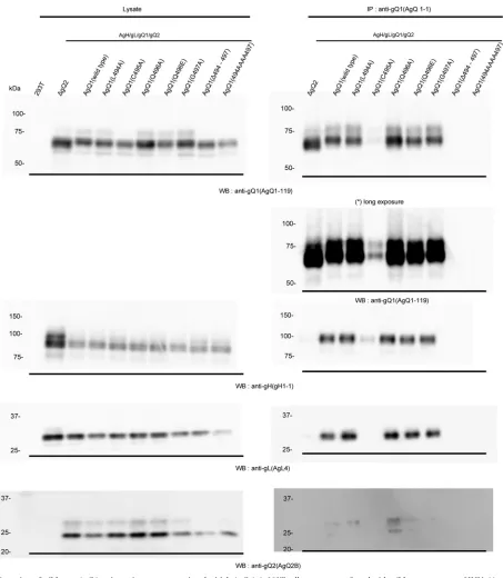FIG 4 Detection of wild-type AgQ1 or its various mutants using the Mab AgQ 1-1. 293T cells were cotransfected with wild-type or mutant HHV-6A gQ1 withAgH, AgL, and AgQ2