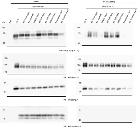 FIG 5 Conﬁrmation of complex formation of HHV-6A gH/gL/gQ2 with wild-type or mutant AgQ1