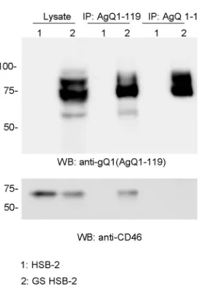 TABLE 1 Summary of characteristics of wild type and mutants of AgQ1