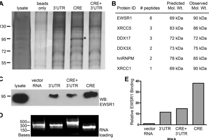 FIG 1 EWSR1 precipitates with HCV RNA replication elements. HCV RNAs corresponding to either the CRE, the 3incubated with uninfected cellular protein extracts and precipitated via a complementary biotinylated oligonucleotide and streptavidin agarose beads