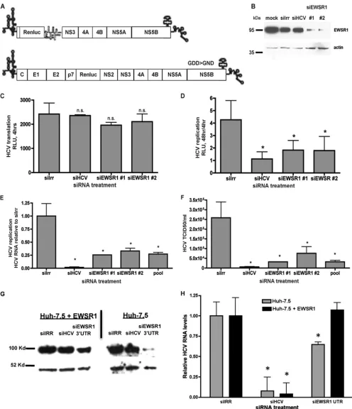 FIG 2 EWSR1 is required for HCV efﬁcient RNA replication and infectious virus production