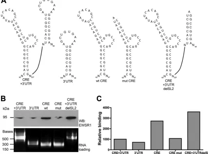 FIG 7 EWSR1 preferentially interacts with the CRE in the absence of a potential kissing interaction