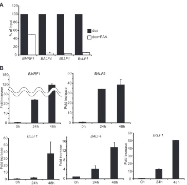 FIG 2 BALF4, BLLF1, and BcLF1 are late (L) genes. (A) Lytic replication-induced tet-BZLF1/B95-8 cells were cultured in the absence or presence of PAA(phosphonoacetic acid) and harvested at 48 h postinduction