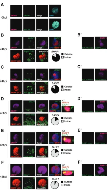 FIG 3 Alteration of viral gene transcription foci at early and late stages of EBV lytic replication