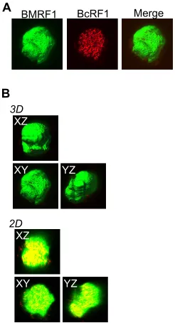 FIG 4 BcRF1, the EBV late gene transactivator, is located inside the BMRF1surface reconstruction images (3D) and corresponding 2D images (2D)